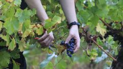 Vendimia durante la pasada campaa en una via de la ribera del Cabe en Sober