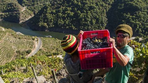 Vendimia en una via de la ribera de Doade, con el can del Sil al fondo