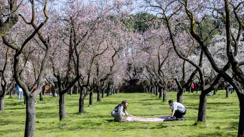 Almendros en flor.