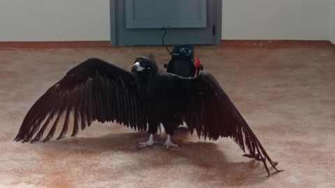 Ejemplar de buitre negro en el centro de Recuperaci�n de la Fauna Silvestre de Sobrescobio.