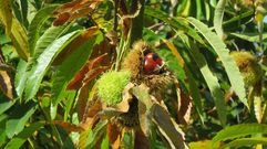 Medio Rural busca adaptar la producci�n de casta�as a la actual demanda del mercado