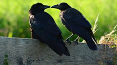 Cuervos adiestrados para alimentarse de larvas de velutina