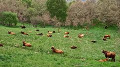 Vacas pastando en la producci�n de Meixide