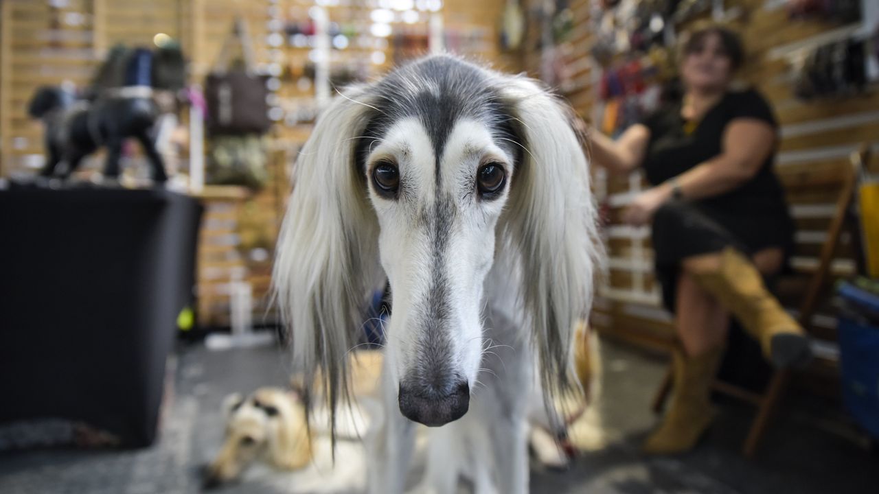 El Salón de Animais de Compañía de Pontevedra, escaparate de la actividad de la CAAN