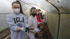 As� fue la macroplantaci�n llevada a cabo en el colegio P�o XII de Santiago