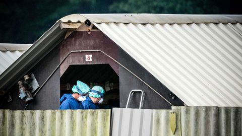 En Deurne, Holanda, operarios trabajan en una granja de visones. El Gobierno ha ordenado que todos los animales sean sacrificados debido al coronavirus