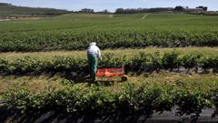 El cultivo de arndanos se extendi en aos pasados por diversas comarcas de Galicia