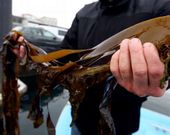 Las algas son explotadas por los buceadores de A Illa.