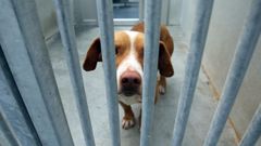 Unos doscientos animales esperan un hogar en Meis.
