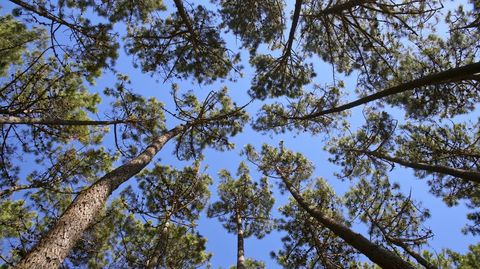 Que din os rumorosos?. Se lo preguntó Pondal en su poema Os Pinos, el Himno