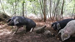 Imagen de una explotaci�n de ganado porcino en extensivo