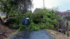 �RBOL CA�DO EN UNA CARRETERA DE SAN SADURNI�O