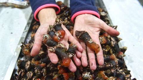 Los percebes, desde 160 euros el kilo en plaza de Lugo