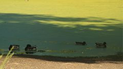 �nades reales�en la laguna de A Congorza