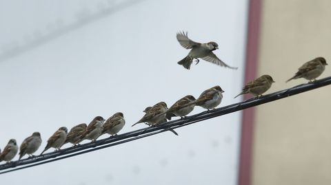 O mesmo da que chega a primavera, o vindeiro 20 de marzo, celbrase tamn o Da Internacional dos Pardais