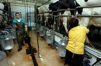 Eliseo Cebreiro tiene una explotaci�n con 250 vacas en San Sadurni�o.