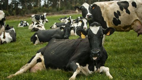 Vaca de leche