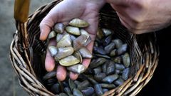 Coquinas genuinamente gallegas, esas que tantos a�oran por su inigualable sabor, en una imagen de archivo