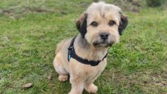 Vladi, el perro que rescataron del mar los bomberos y Polic�a Local de Llanes