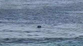 As� fue la visita de una foca gris a�la Illa de Ons