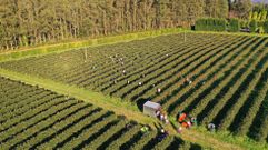 Recolecci�n de ar�ndanos en la finca Horticina Berries, en Cerdido