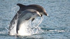 Una arroaz adulta, Leyre, con su cr�a, que fueron avistadas por el BDRI en la r�a de Arousa