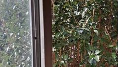 Piso de Santiago con un �rbol a la altura de la ventana