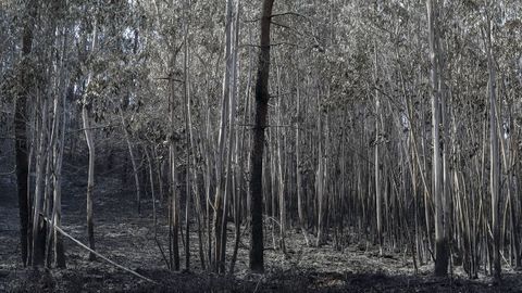 Vista del terreno tras el incendio en Soto de Las Regueras