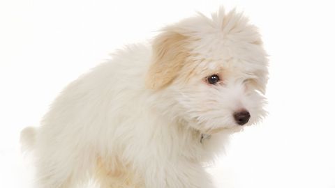 Imagen de archivo de un perro de la misma raza que Cachas