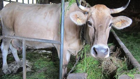 Vaca