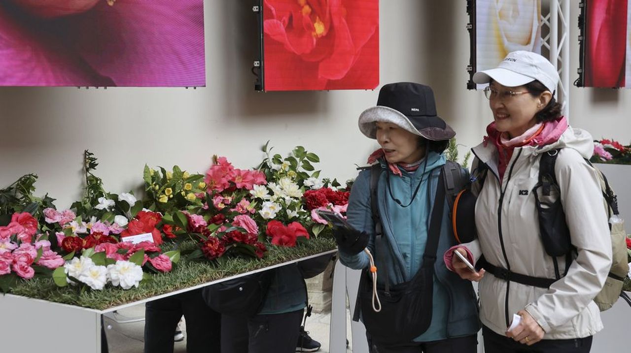 Más de 30.000 visitas a «Camelia, Flor de Galicia»