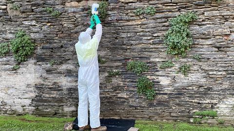 Pruebas con bioherbicidas en la Muralla de Lugo