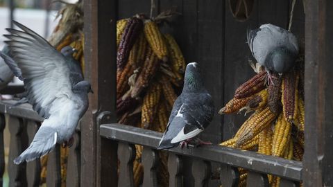 Unas palomas se comen los granos de ma�z en un h�rreo de un bel�n en la plaza de la catedral de Oviedo