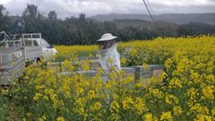 Caruca Miel tambin coloca colmenas en plantaciones de colza en Bergantios