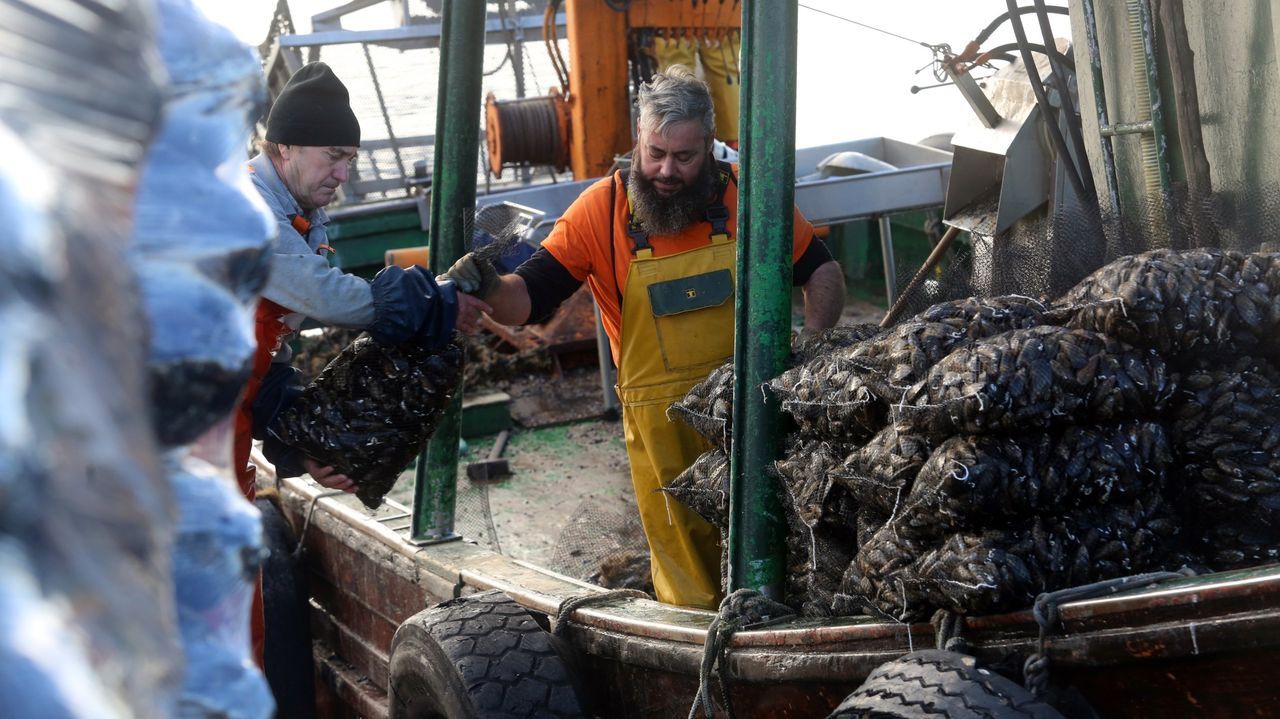 Científicos gallegos llaman a analizar la disposición de las bateas para elevar la producción