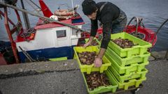 La campa�a del bou de vara en Rianxo se inici� el primer lunes del mes de noviembre