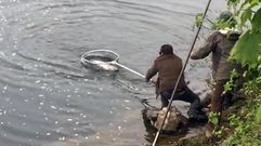 Un grupo de pescadores recoge el �campanu� del Sella, el segundo del d�a, capturado por Juan Antonio Gonz�lez, el �sastr�n�, en el Barcu de Arriondas.