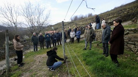Explicaciones sobre viticultura en los vi�edos de la bodega