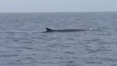 Rorcuales comunes se dan un fest�n frente a la costa de Laxe
