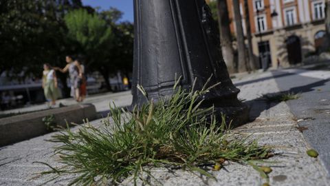 Vegetaci�n creciendo entre el pavimento de los jardines de M�ndez N��ez