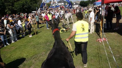 En la carrera de este año participaron 13 burros