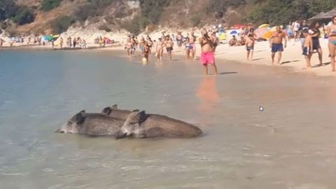Tres jabal�es, en la playa de los Gal�pagos, en el parque de Arr�bida, en Portugal, en una imagen del 2017