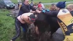 �Ciclistas o veterinarios? As� ayudaron en el parto de una vaca