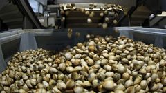 Reapertura de la campa�a marisquera de Noia despues de mes y medio.Las ayudas podr�n destinarse a la comercializaci�n de productos del mar.