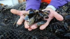 El delicioso manjar de la r&iacute;a arousana ser&aacute; protagonista 