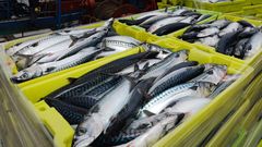 La xarda que donan las lanchas artesanales de Celeiro y O Vicedo se conserva en las c�maras de Puerto de Celeiro