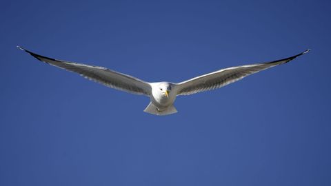Una gaviota
