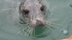 Aparece en el muelle de Cari�o una hembra de lobo marino ceniciento
