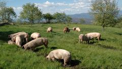 Cerdos de Coren alimentados con casta�as
