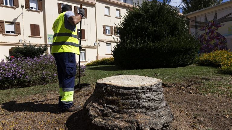 La gran y veterana palmera de la plaza de Alfredo Bra�as ya es historia desde aye
